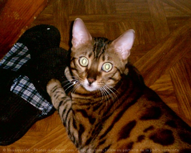 Photo de Bengal