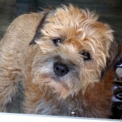 Photo de Border terrier