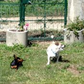 Photo de Pinscher nain