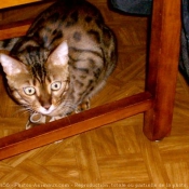 Photo de Bengal