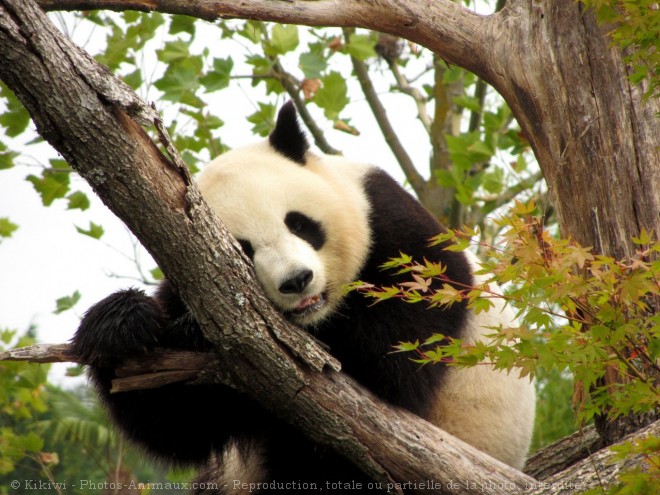 Photo de Panda