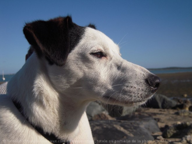 Photo de Jack russell terrier