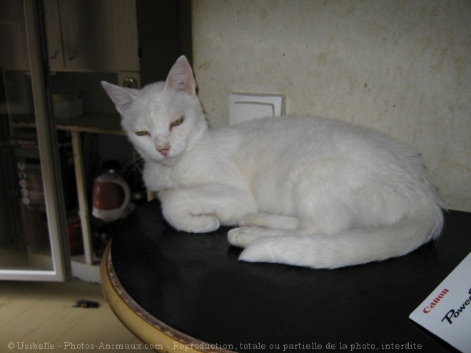 Photo de Chat domestique