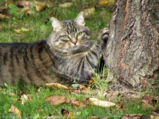 Photo de Chat domestique