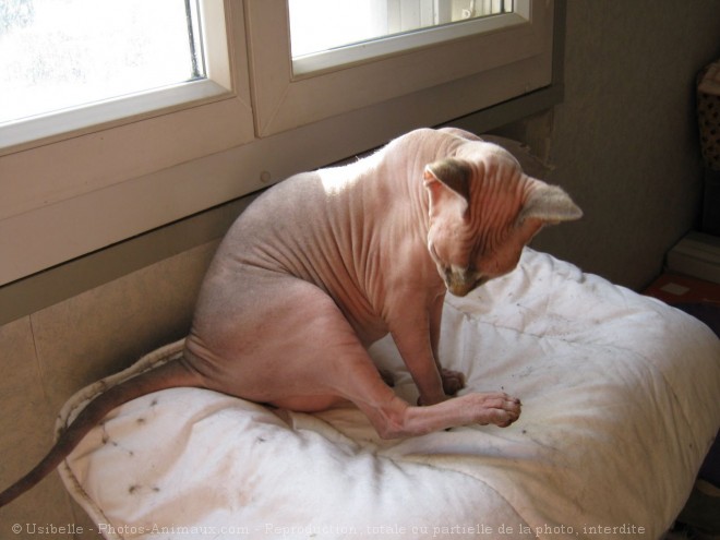 Photo de Sphynx