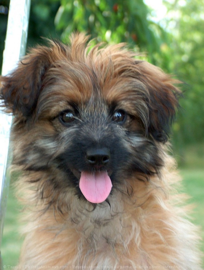 Photo de Chien de berger des pyrenes  poil long