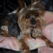 Photo de Yorkshire terrier