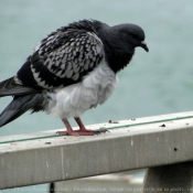 Photo de Pigeon