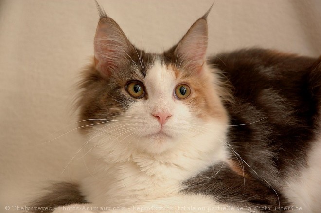 Photo de Maine coon