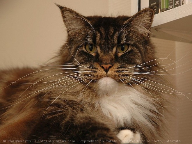 Photo de Maine coon