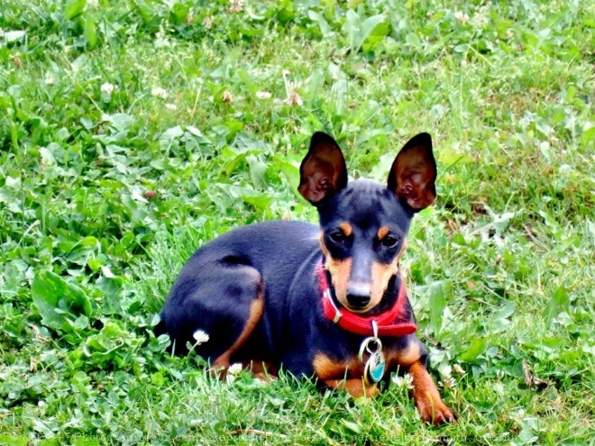 Photo de Pinscher nain