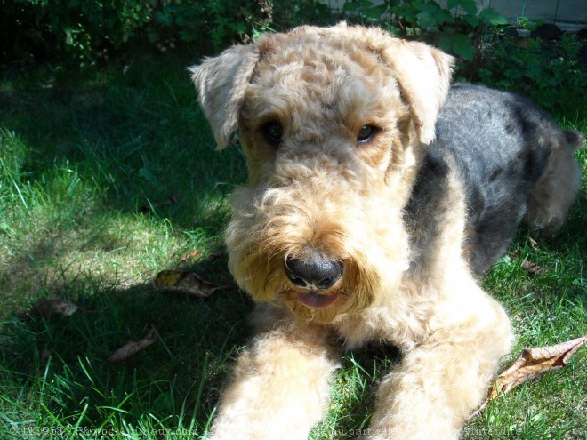 Photo d'Airedale terrier