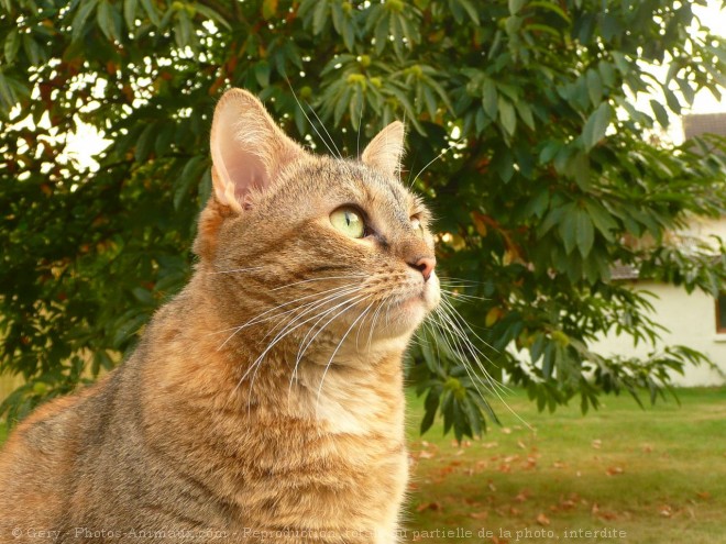 Photo de Chat domestique