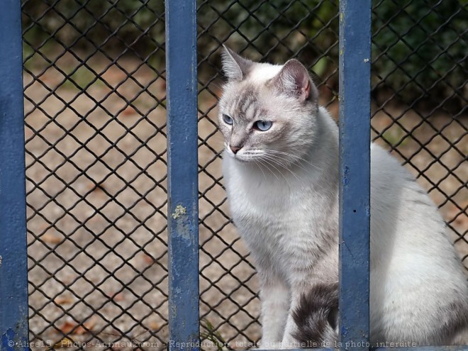 Photo de Chat domestique