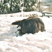 Photo de Chien de terre-neuve