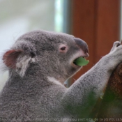 Photo de Koala