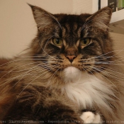 Photo de Maine coon