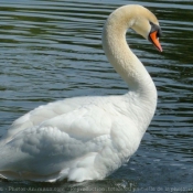 Photo de Cygne