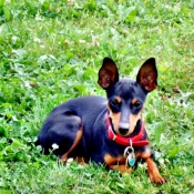 Photo de Pinscher nain