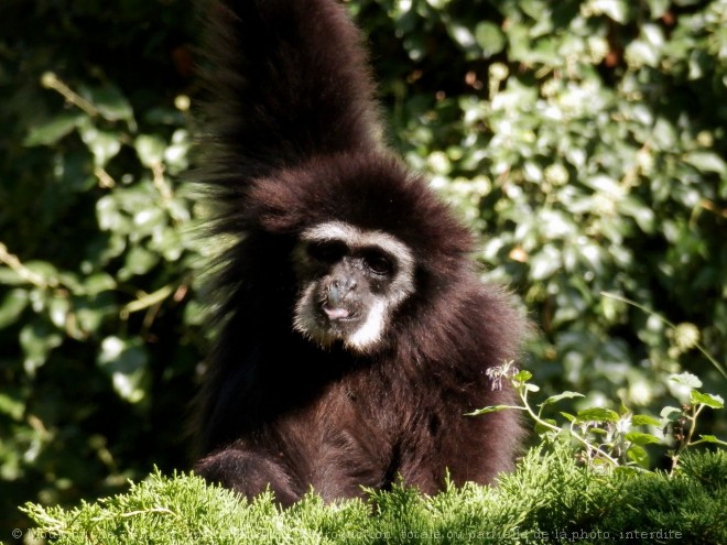 Photo de Singe - gibbon