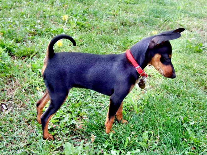 Photo de Pinscher nain