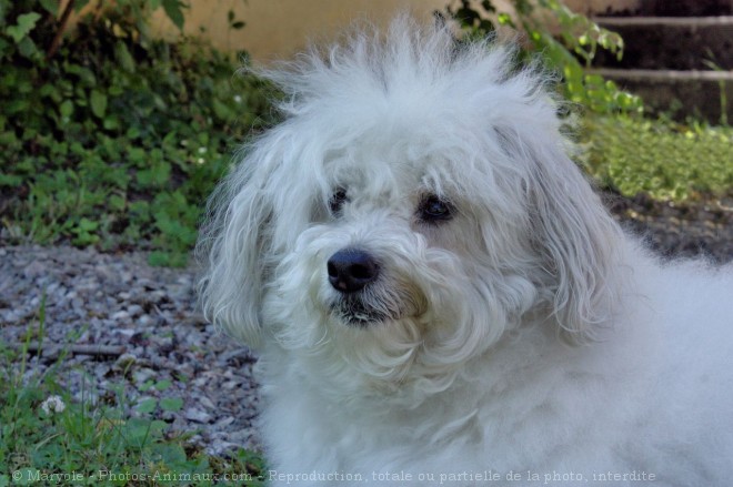 Photo de Coton de tulear