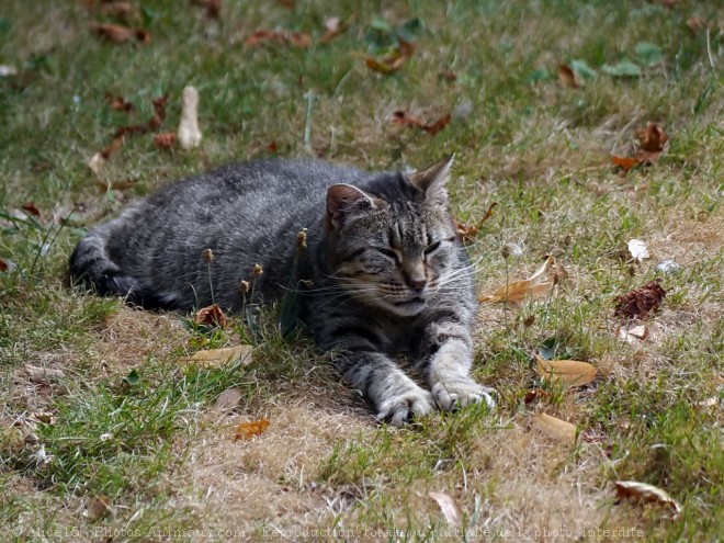 Photo de Chat domestique