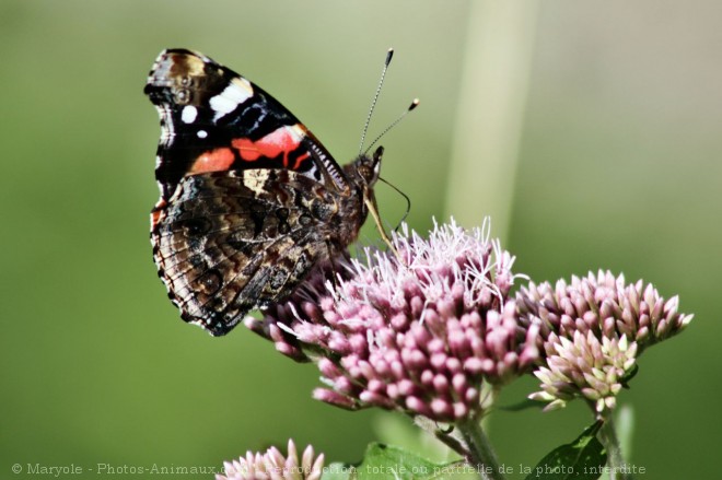 Photo de Papillon