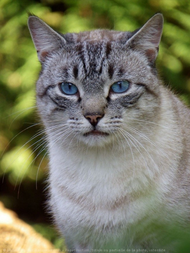 Photo de Chat domestique