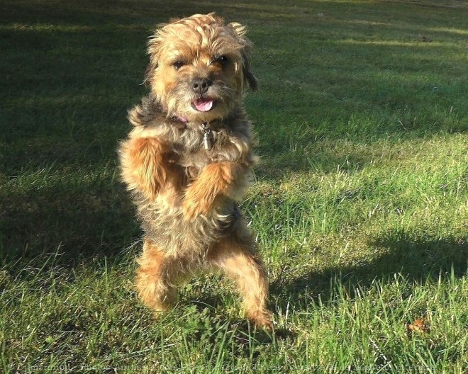 Photo de Border terrier