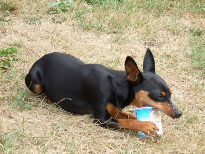 Photo de Pinscher nain