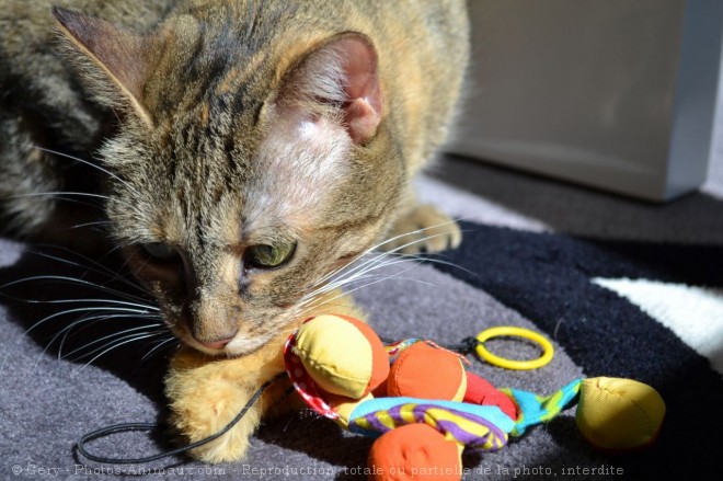 Photo de Chat domestique