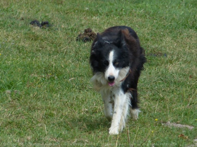 Photo de Border collie