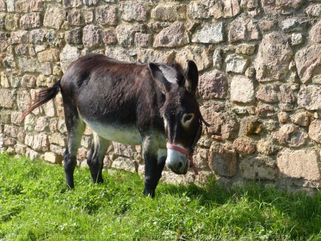 Photo de Races diffrentes