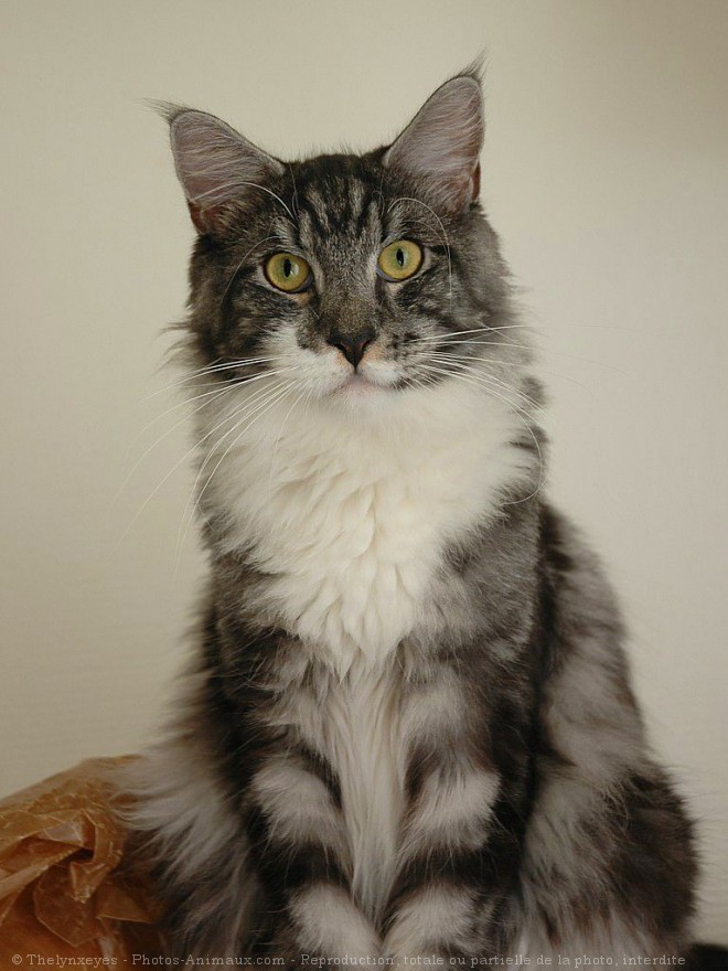 Photo de Maine coon