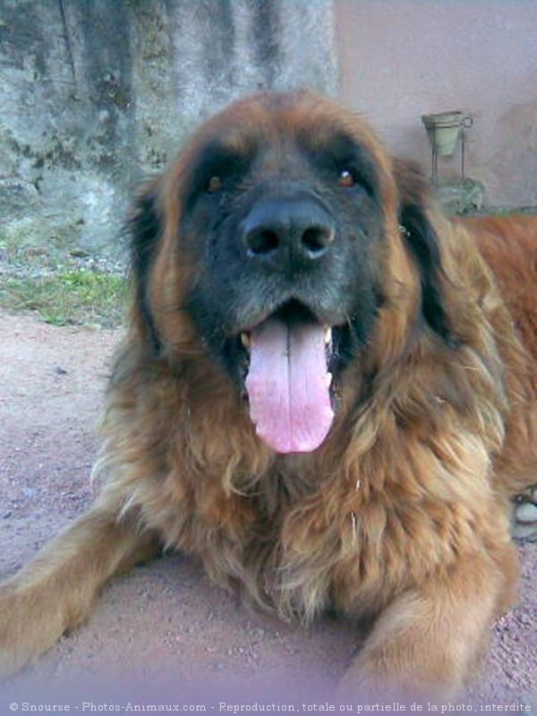 Photo de Leonberg