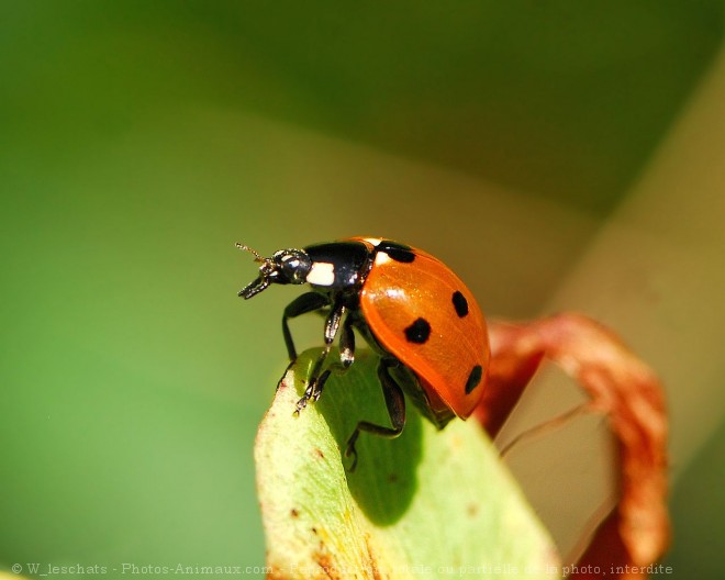 Photo de Coccinelle