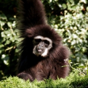 Photo de Singe - gibbon