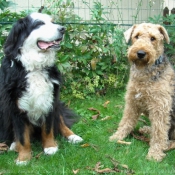 Photo d'Airedale terrier