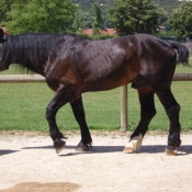 Photo de Percheron