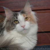 Photo de Maine coon