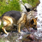 Photo de Berger allemand  poil court