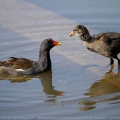 Photo de Poule d'eau