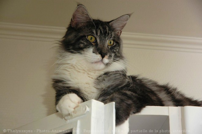 Photo de Maine coon