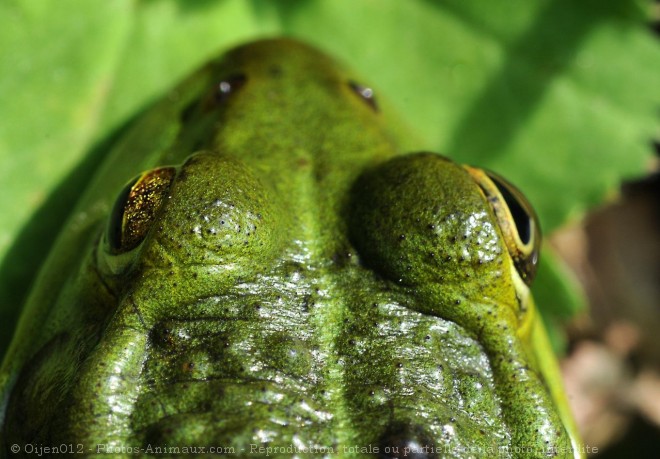 Photo de Grenouille verte commune