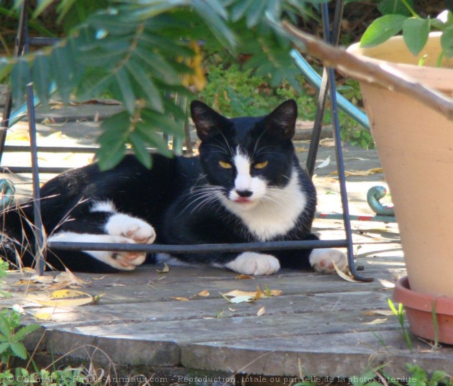 Photo de Chat domestique