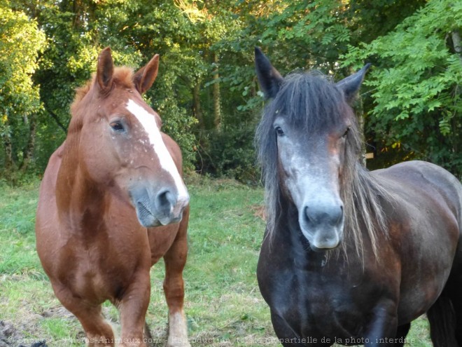 Photo de Races diffrentes