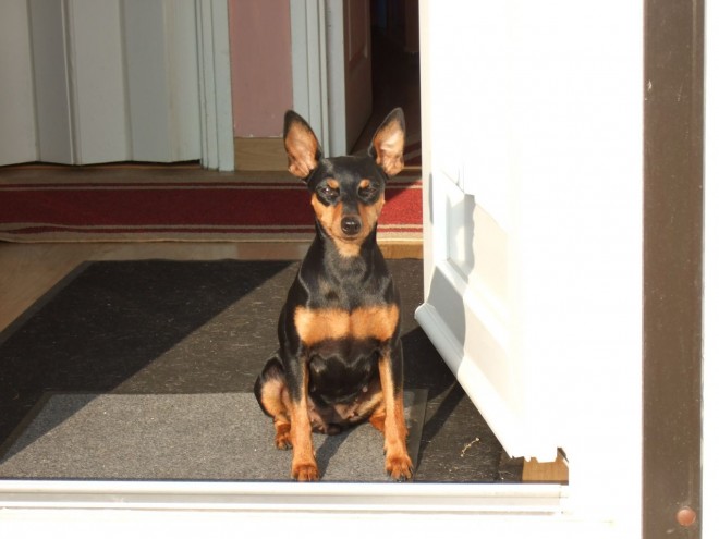 Photo de Pinscher nain