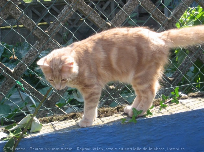 Photo de Chat domestique