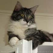 Photo de Maine coon